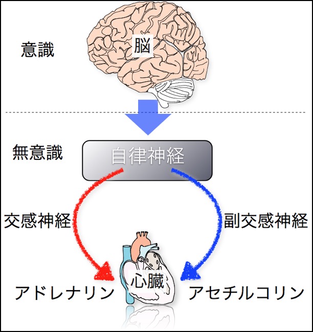 自律神経